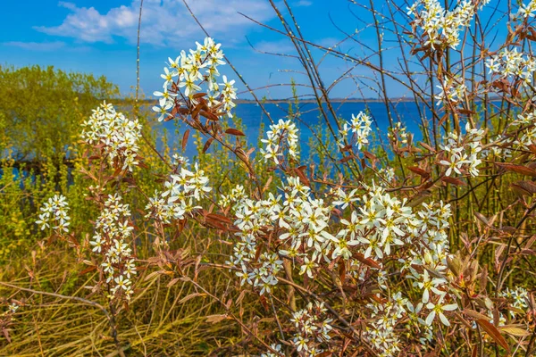 Bad Bederkesa Lake See plants on sunny day and natural landscape in Geestland Cuxhaven Lower Saxony Germany.