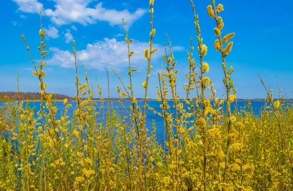 Bad Bederkesa Lake See plants on sunny day and natural landscape in Geestland Cuxhaven Lower Saxony Germany.