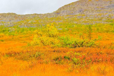 Hovden I Setesdal Agder Norveç 'in doğa manzarasında huş ağacı dağları ve sisli bulutlu ormanlı panorama.