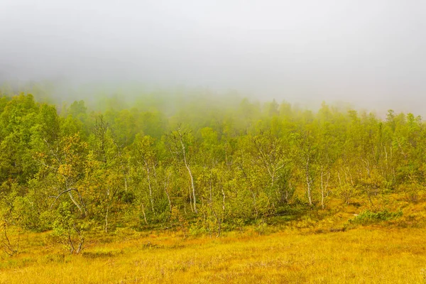 Panorama Com Bétulas Montanhas Nevoeiro Floresta Nublada Natureza Paisagem Hovden — Fotografia de Stock