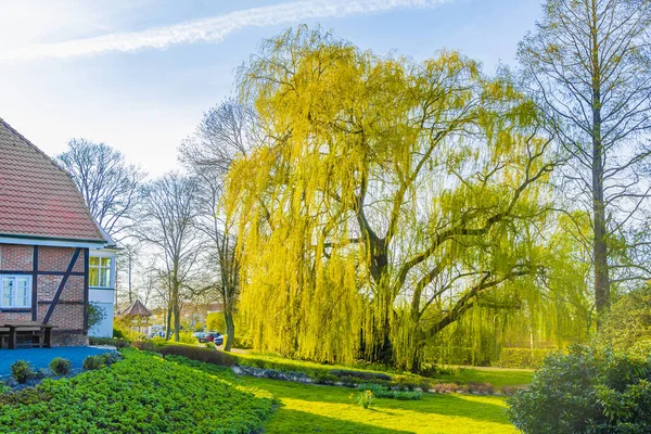 Majestuoso Árbol Sauce Grande Junto Lago Bad Bederkesa Vea Día — Foto de Stock