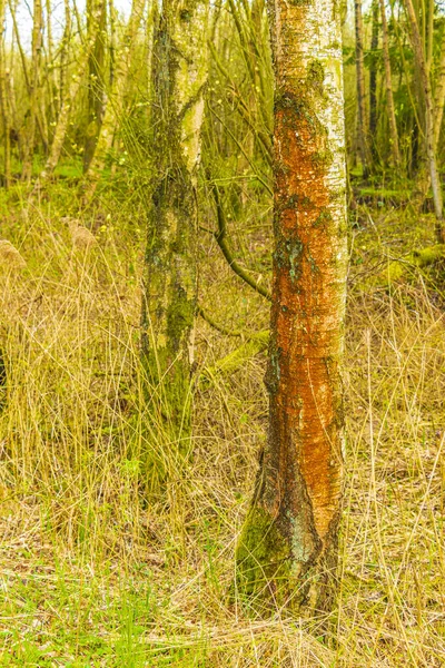 Bad Bederkesa Lake Veja Plantas Florestais Dia Ensolarado Paisagem Natural — Fotografia de Stock