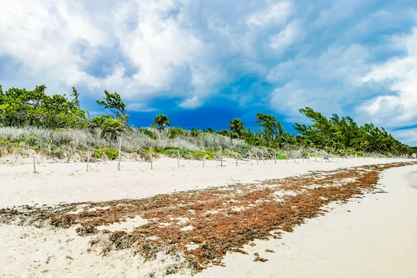 Red Seaweed Sargazo Tropical Mexican Beach Punta Esmeralda Playa Del — Stock Photo, Image