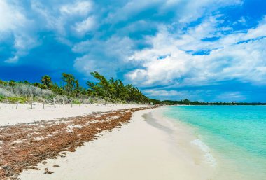 Playa del Carmen Meksika 'daki 88 Punta Esmeralda tropikal Meksika plajında kızıl yosun sargazosu..