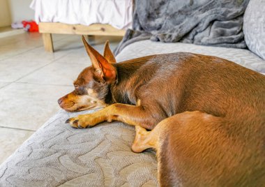 Meksikalı Chihuahua köpeği yorgun ve Playa del Carmen Meksika 'da komik bir şekilde kanepede yatıyor..