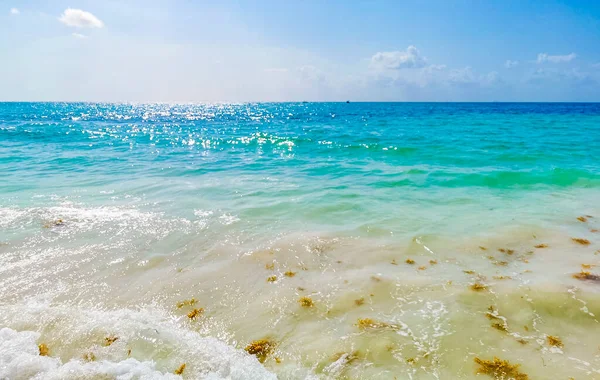 墨西哥Playa Del Carmen的Punta Esmeralda热带墨西哥海滩的红海藻沙迦 — 图库照片