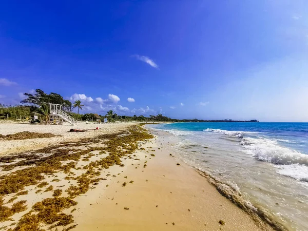 Czerwone Wodorosty Sargazo Tropikalnej Meksykańskiej Plaży Punta Esmeralda Playa Del — Zdjęcie stockowe