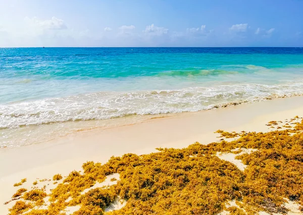 Red Seaweed Sargazo Tropical Mexican Beach Punta Esmeralda Playa Del — Foto de Stock