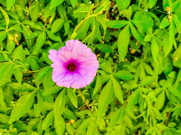 Pink Violet Purple Mexican Morning Glory Glories Ipomoea Spp Flower — Stock Photo, Image