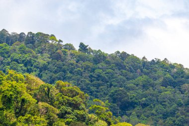 Tropical mountain with jungle forest trees plants clouds and blue sky in Patong Beach Kathu District Phuket Island Province Southern Thailand in Southeast Asia.