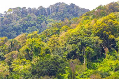 Tropical mountain with jungle forest trees plants clouds and blue sky in Patong Beach Kathu District Phuket Island Province Southern Thailand in Southeast Asia.