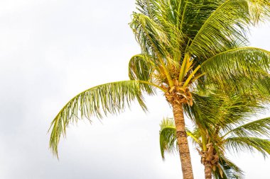 Tropical Palms Palm trees in the sky with sunshine in Patong Beach Kathu District Phuket Island Province Southern Thailand in Southeast Asia.