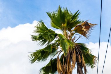 Tropical Palms Palm trees in the sky with sunshine in Patong Beach Kathu District Phuket Island Province Southern Thailand in Southeast Asia.