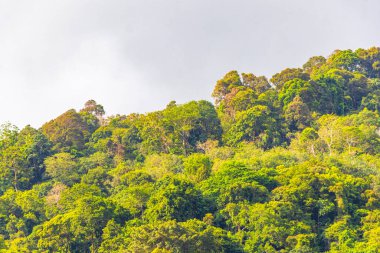 Tropical mountain with jungle forest trees plants clouds and blue sky in Patong Beach Kathu District Phuket Island Province Southern Thailand in Southeast Asia.