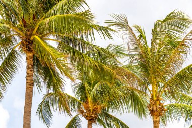 Tropical Palms Palm trees in the sky with sunshine in Patong Beach Kathu District Phuket Island Province Southern Thailand in Southeast Asia.