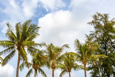 Tropical Palms Palm trees in the sky with sunshine in Patong Beach Kathu District Phuket Island Province Southern Thailand in Southeast Asia.