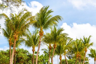 Tropical Palms Palm trees in the sky with sunshine in Patong Beach Kathu District Phuket Island Province Southern Thailand in Southeast Asia.