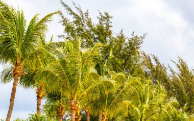 Tropical Palms Palm trees in the sky with sunshine in Patong Beach Kathu District Phuket Island Province Southern Thailand in Southeast Asia.