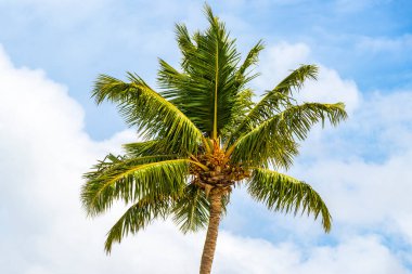 Tropical Palms Palm trees in the sky with sunshine in Patong Beach Kathu District Phuket Island Province Southern Thailand in Southeast Asia.