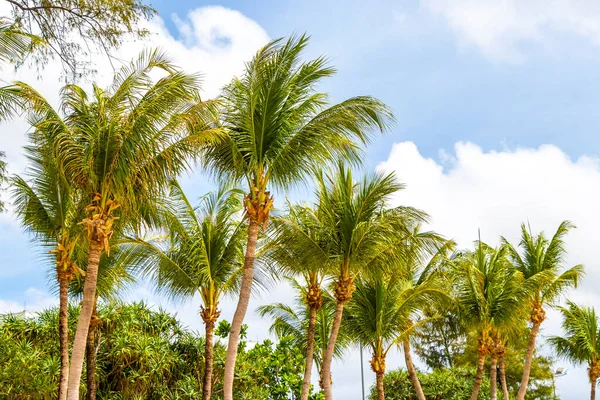 Tropical Palms Palm trees in the sky with sunshine in Patong Beach Kathu District Phuket Island Province Southern Thailand in Southeast Asia.
