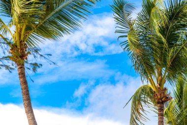 Tropical Palms Palm trees in the sky with sunshine in Patong Beach Kathu District Phuket Island Province Southern Thailand in Southeast Asia.