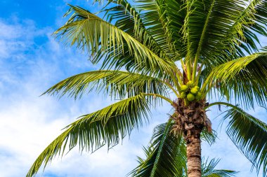 Tropical Palms Palm trees in the sky with sunshine in Patong Beach Kathu District Phuket Island Province Southern Thailand in Southeast Asia.