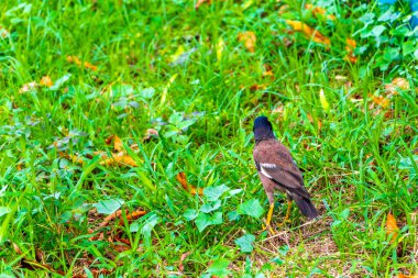 Myna bird birds walking around on grass in tropical nature in Patong Beach Kathu District Phuket Island Province Southern Thailand in Southeast Asia.