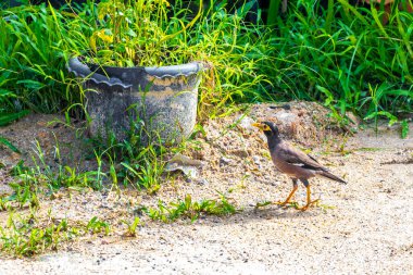 Myna bird birds walking around on ground at the tropical nature in Patong Beach Kathu District Phuket Island Province Southern Thailand in Southeast Asia.