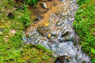 Green river stream in tropical nature with plants and flowers in Patong Beach Kathu District Phuket Island Province Southern Thailand in Southeast Asia.
