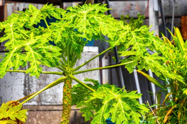 Papaya tree with leaves flowers fruits and stem in Patong Beach Kathu District Phuket Island Province Southern Thailand in Southeast Asia.