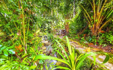 Green river stream in tropical nature with plants and flowers in Patong Beach Kathu District Phuket Island Province Southern Thailand in Southeast Asia.