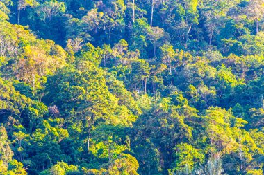 Tropical mountain with jungle forest trees plants clouds and blue sky in Patong Beach Kathu District Phuket Island Province Southern Thailand in Southeast Asia.