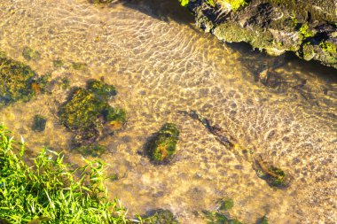 Green river stream in tropical nature with plants and flowers in Patong Beach Kathu District Phuket Island Province Southern Thailand in Southeast Asia.
