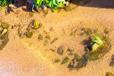 Green river stream in tropical nature with plants and flowers in Patong Beach Kathu District Phuket Island Province Southern Thailand in Southeast Asia.