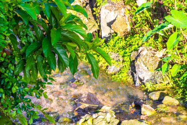 Green river stream in tropical nature with plants and flowers in Patong Beach Kathu District Phuket Island Province Southern Thailand in Southeast Asia.