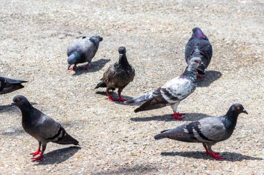 Pigeon pigeons bird birds searching for food on the road street ground floor in Patong Beach Kathu District Phuket Island Province Southern Thailand in Southeast Asia.