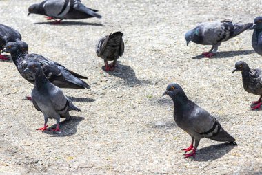 Pigeon pigeons bird birds searching for food on the road street ground floor in Patong Beach Kathu District Phuket Island Province Southern Thailand in Southeast Asia.