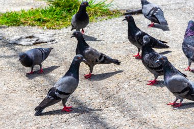 Pigeon pigeons bird birds searching for food on the road street ground floor in Patong Beach Kathu District Phuket Island Province Southern Thailand in Southeast Asia.
