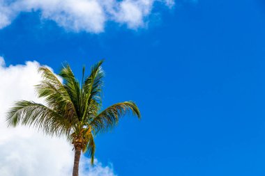 Tropical Palms Palm trees in the sky with sunshine in Patong Beach Kathu District Phuket Island Province Southern Thailand in Southeast Asia.