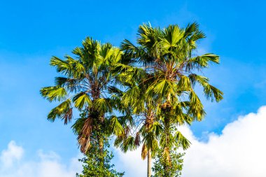 Tropical Palms Palm trees in the sky with sunshine in Patong Beach Kathu District Phuket Island Province Southern Thailand in Southeast Asia.