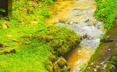 Green river stream in tropical nature with plants and flowers in Patong Beach Kathu District Phuket Island Province Southern Thailand in Southeast Asia.