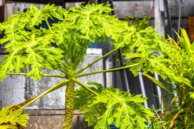 Papaya tree with leaves flowers fruits and stem in Patong Beach Kathu District Phuket Island Province Southern Thailand in Southeast Asia.
