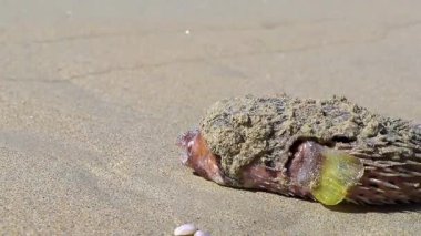 Dead puffer fish washed up on the beach lies on the sand in Patong Beach Kathu District Phuket Island Province Southern Thailand in Southeast Asia.
