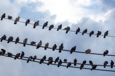 Güneydoğu Asya 'da Patong Plajı' ndaki Kathu Bölgesi Phuket Adası 'ndaki elektrik direği ve kablolarında çok sayıda güvercin kuşu oturuyor..