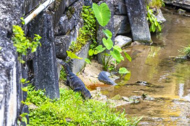 Kertenkele, Güneydoğu Asya 'daki Güney Tayland' da Patong Sahili 'nde Kathu Bölgesi Phuket Adası' nda tropikal nehir boyunca yürüyor..