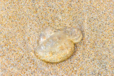 Güneydoğu Asya 'da Güney Tayland' da Patong Sahili Kathu Bölgesi Phuket Adası 'ndaki kumsalda şeffaf denizanası mahsur kalmış..