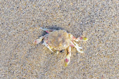 Mahsur kalmış ölü yengeç, Güneydoğu Asya 'da Patong Sahili' nde, Kathu Bölgesi Phuket Adası 'nda, Güney Tayland' da sinekler tarafından yenir..