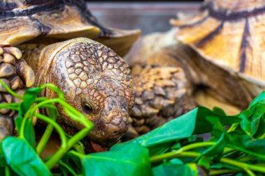 Büyük kaplumbağa kara kaplumbağaları Güneydoğu Asya 'daki Güney Tayland' da Patong Sahili Kathu Bölgesi Phuket Adası 'nda yeşillik yerler..