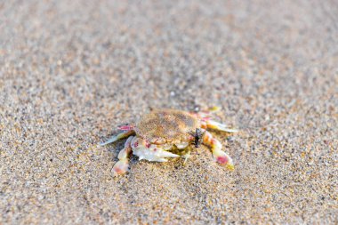 Mahsur kalmış ölü yengeç, Güneydoğu Asya 'da Patong Sahili' nde, Kathu Bölgesi Phuket Adası 'nda, Güney Tayland' da sinekler tarafından yenir..