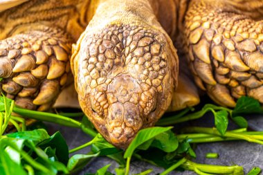 Büyük kaplumbağa kara kaplumbağası Güneydoğu Asya 'daki Güney Tayland' da Patong Sahili Kathu Bölgesi Phuket Adası 'nda yeşillik yiyor..